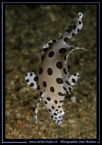 A Grace Kelly Grouper swimming head down to seek for food... by Michel Lonfat 
